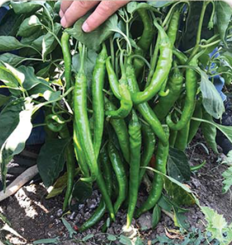 Burdem Acı Sivri Biber